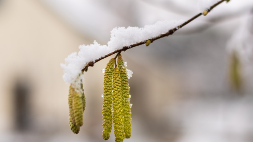 Är du allergisk mot björk kan du även vara allergisk mot hassel, något som redan nu kan kännas av. Foto: Shutterstock